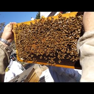 Meet your Posher, Sue